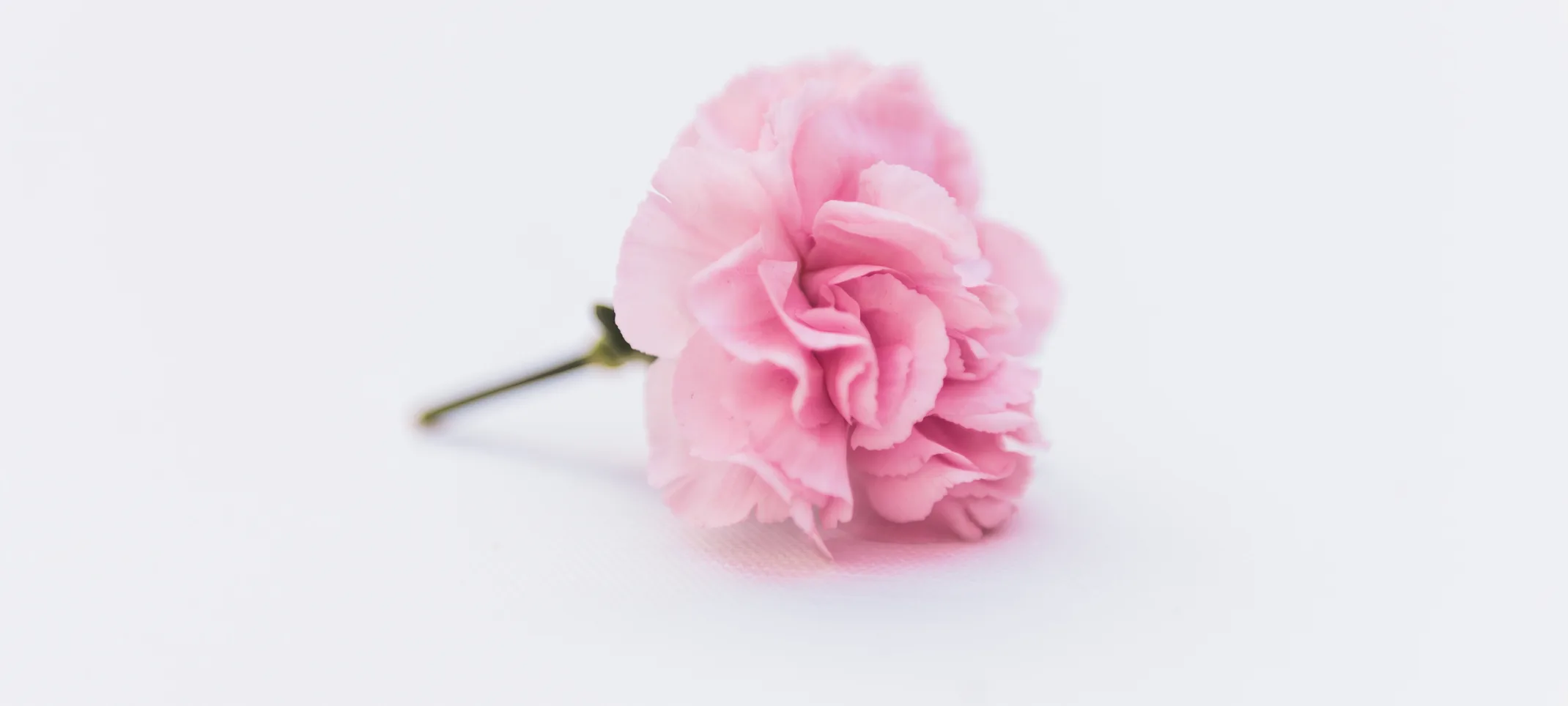 A single pink flower sitting on a light gray table